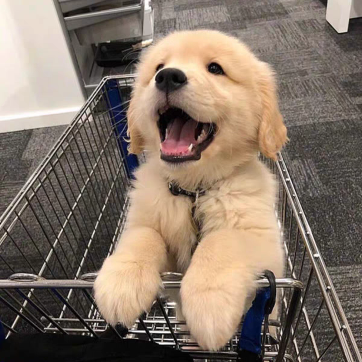 犬舍直销批发价格出售金毛巡回猎犬